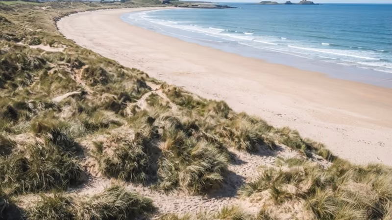 The broad curve of Beadnell Bay at low tide, dunes and marram grass along the top