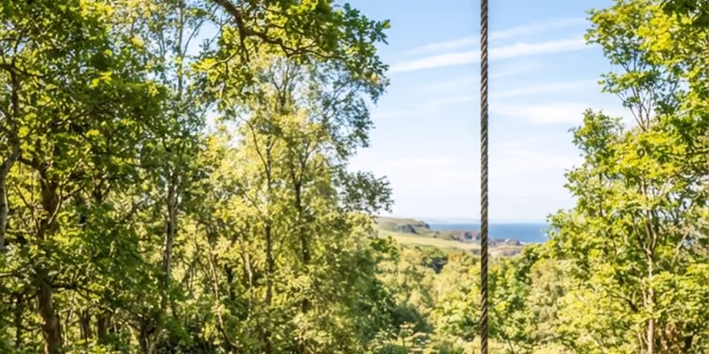 Looking out through the sycamores of the den wood to the sea